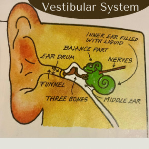 Picture of inner ear and tubes – Usborne – How Your Body Works – 1975